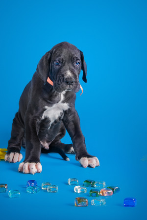 Black great dane puppy with colored glass on the blue background with clouds textureの写真素材