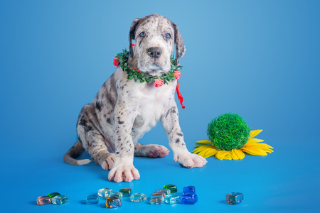 Merlequin great dane puppy with colored glass and flower on the blue backgroundの写真素材