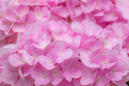 Pink flowers selective solf focus