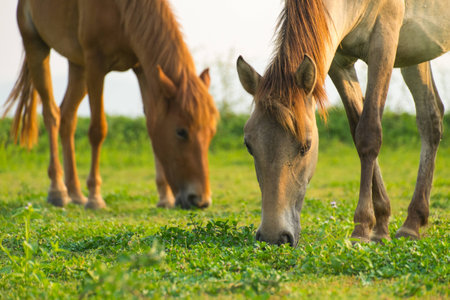 Brown horse eating grassの写真素材