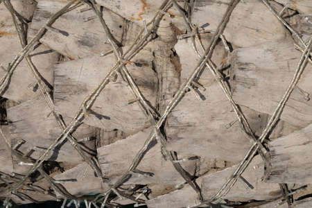 palm backgroundの写真素材