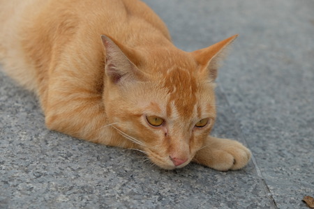 cat