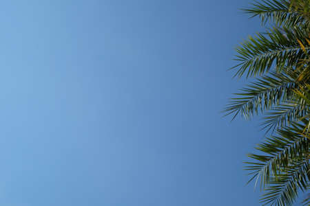 palm tree and sky backgroundの写真素材