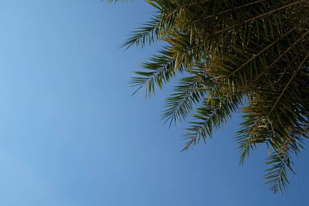 palm tree and sky backgroundの写真素材