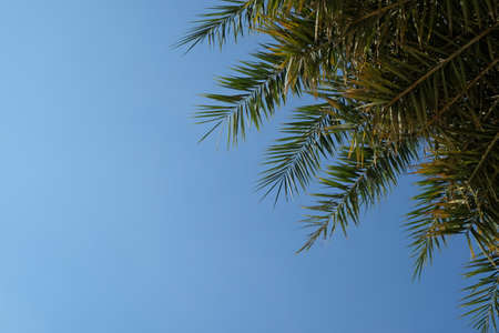 palm tree and sky backgroundの写真素材