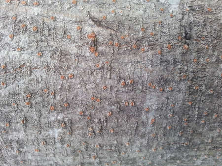 bark backgroundの写真素材