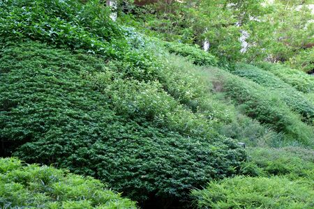 Garden and outdoorの素材