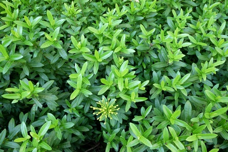 Garden and outdoorの素材