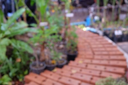 Blurred pathway in the Garden,used for backgroundの写真素材