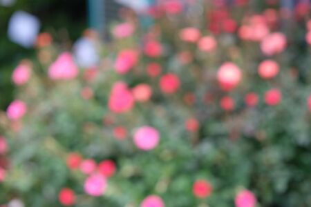 Blurred Colorful Flower Garden,used for backgroundの写真素材