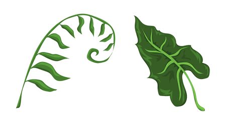 Jungle leaves and flowers vector set. Forest nature plants vector collection. Isolated elements for design concept. Beautifull jungle leaves and plants for decor of wedding invitation or gift cards.のイラスト素材