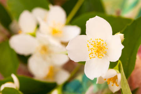 Delicate White Jasmine Flowersの写真素材