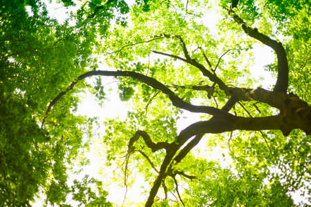 Green Tree branches nature. green leaves in the canopyの写真素材