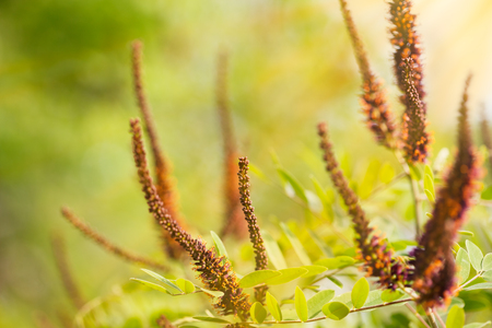 Pink Amorpha fruticosa flower also called desert false indigo, false indigo-bush, and bastard indigobush, with white and orange stamens full of pollenの写真素材