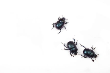 Three black bugs on white background. Security concept.の写真素材