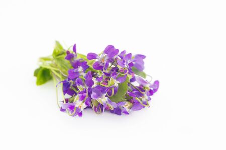 Violet flowers. Spring violet flowers, closeup