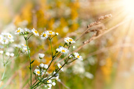 White chamomile flowers on a summer sunny day.  Wild flowers in the meadow with sun beams..の写真素材