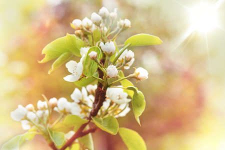 White orchard  flowers  on a branch on a  spring sunny day. White tree flowers with blurred...
