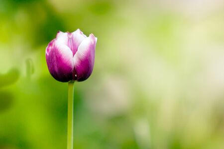 One tulip on a background of blurred grass background copy spaceの写真素材