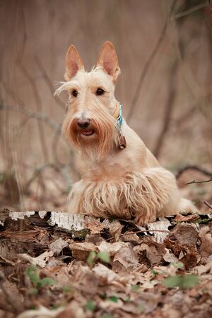Wheat scotch terrier among dry autumn leavesの写真素材