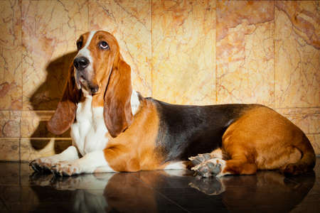 portrait of a basset hound dog with a shadow