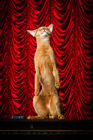 Abyssinian cat stands on hind legs, ready to perform stand-upの写真素材