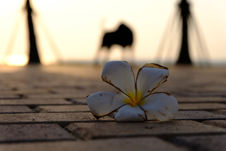 Falling white flower on the concrete floor with the silhouette tree and silhouette dog.の写真素材