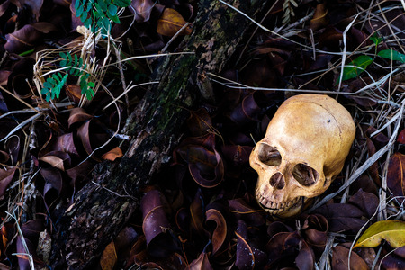 Horror scene with human skull on the floor. Halloween concept.の写真素材