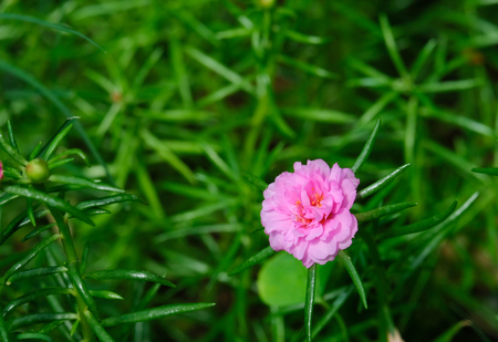 Pink portulaca oleracea flower with fresh green of leaf. Thailand's flower. Small flower in pot. Shooting flower in the morning.の写真素材