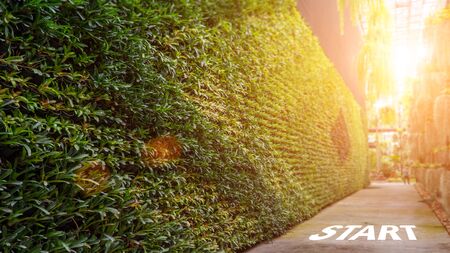 The walkway in the nature park and wall made from the plant.の写真素材