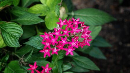 Small pink flowers grow in the forest.の写真素材