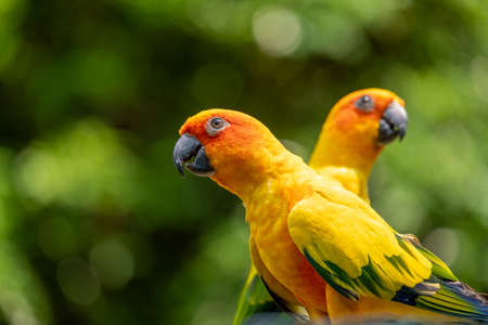 The two beautiful yellow parrots are chilling out while standing in wooden beams.