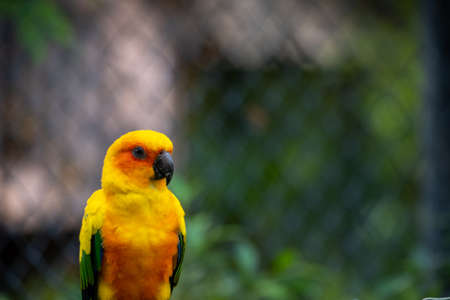 A beautiful yellow parrot is chilling out while standing on an iron cage.の写真素材