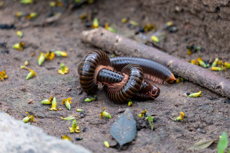 Millipede breeding on the ground.