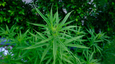 A small cannabis plant growing in a garden, with its distinctive green leaves and compact stature.