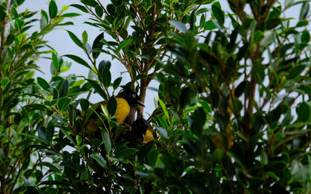 Two yellow Black-crested Bulbuls perched on a branch of Ficus annulata, with their distinctive black crests and bright plumage.の写真素材