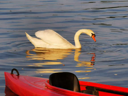 Swan in the lakeの写真素材