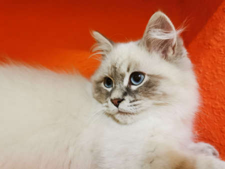 cat with blue eyesの写真素材