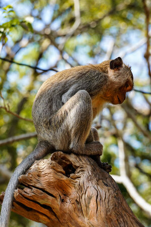 A monkey sitting on a tree