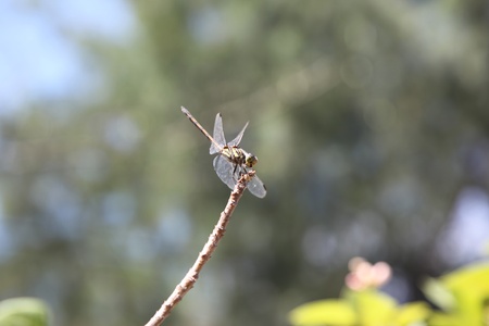 dragonflyの写真素材