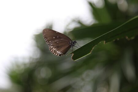 butterfly on a green grass, Koh Samui, Thailand, Southeast Asia