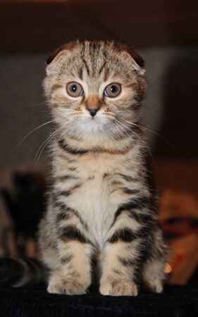 playful  Scottish Fold cat breed, ears, eyesの写真素材