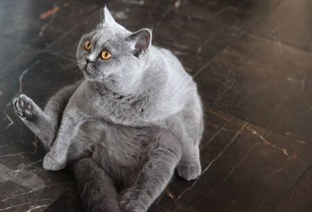 lady cat breeds British Shorthair, blue colorの写真素材
