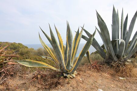 landscape on the island of Mallorca, Spainの写真素材