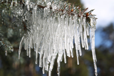Branches of blue spruce in icicles from the rain