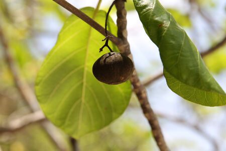 tropical plants and trees on the islands of the archipelago Koh Lipe, Thailand