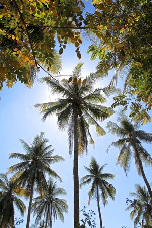 palm trees against a background of sunlight, Indonesiaの写真素材