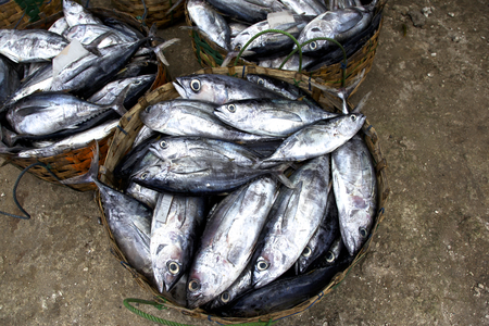Catch of the fishermen on the island of Bali, Indonesiaの写真素材