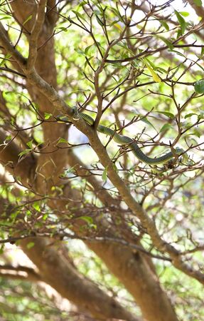 green snake lies on a branch of a tropical treeの写真素材