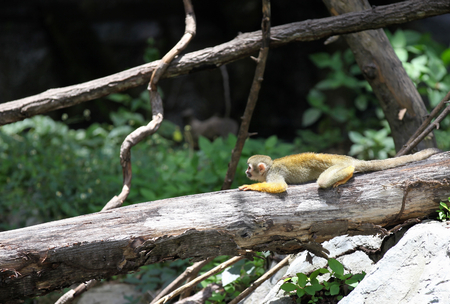 Monkeys are busy with their chores, Thailand, Southeast Asia